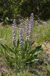 Lady lupine